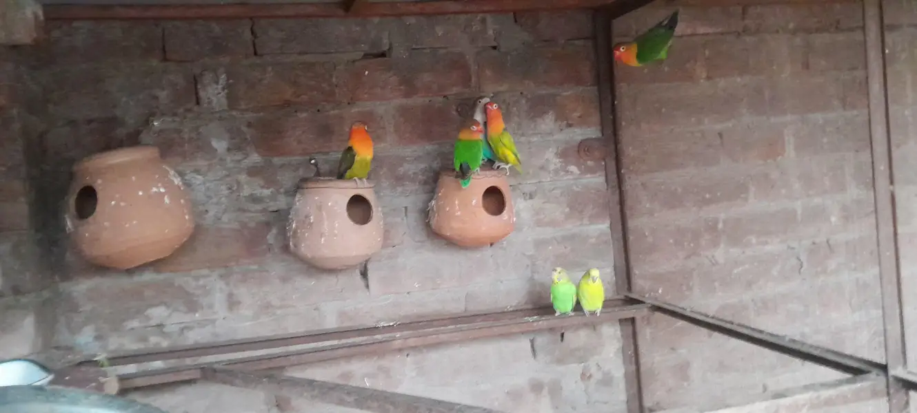 Aseel birds — photo 12