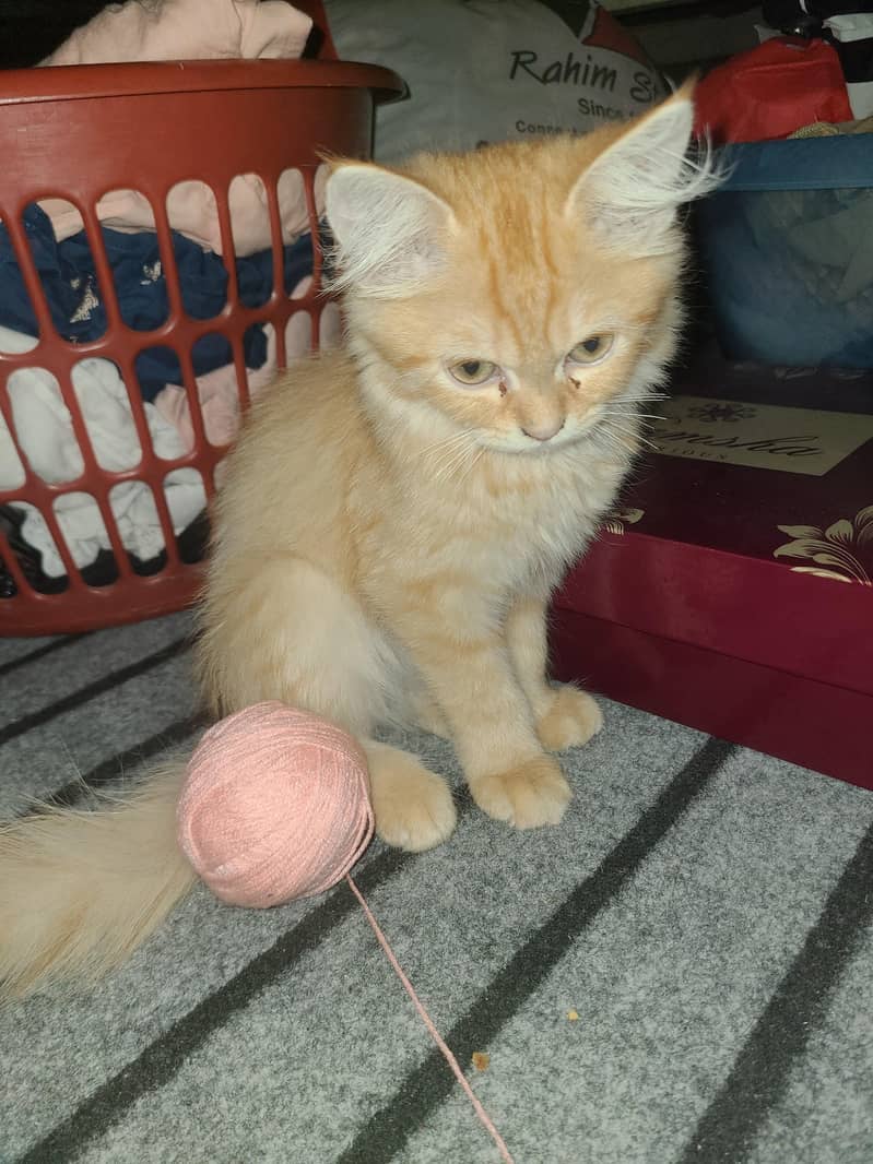 Orange cat 0
