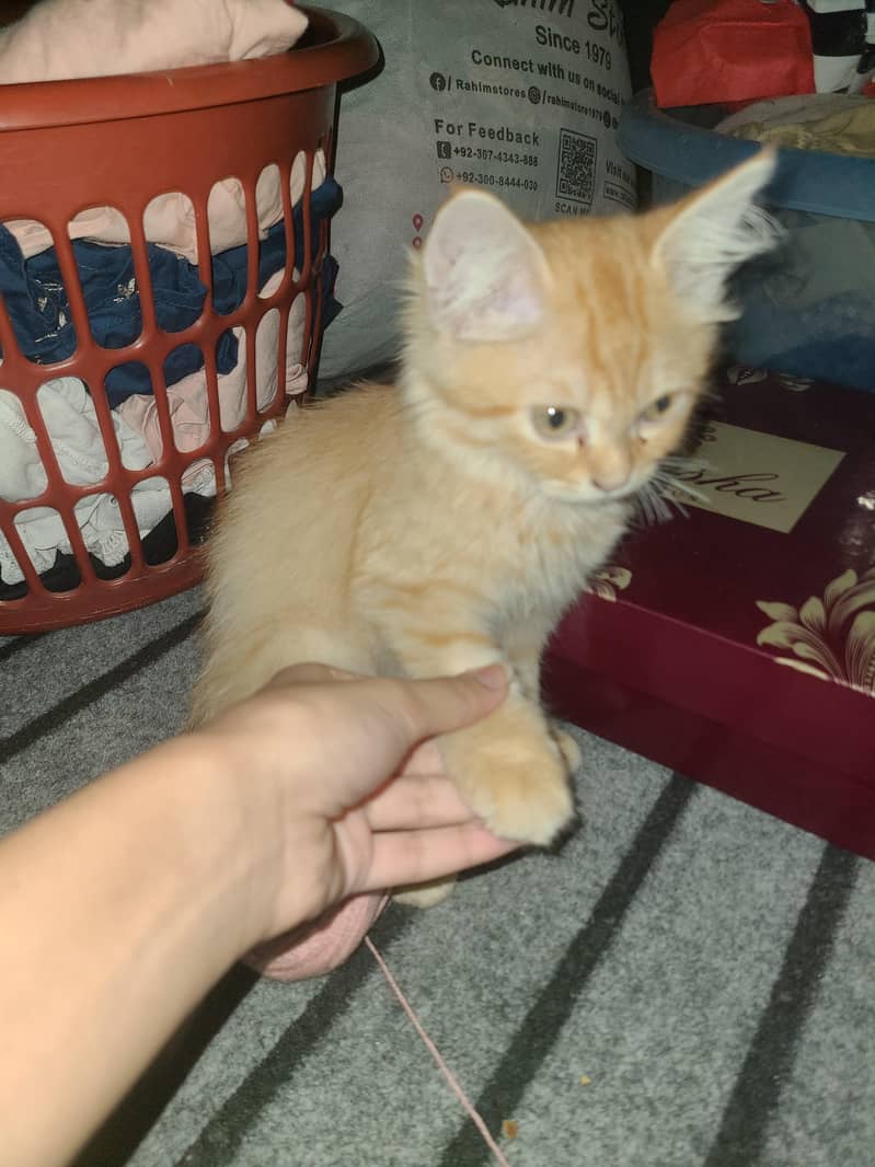 Orange cat 1