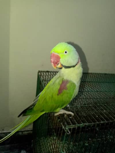 Parrot for sale urgent