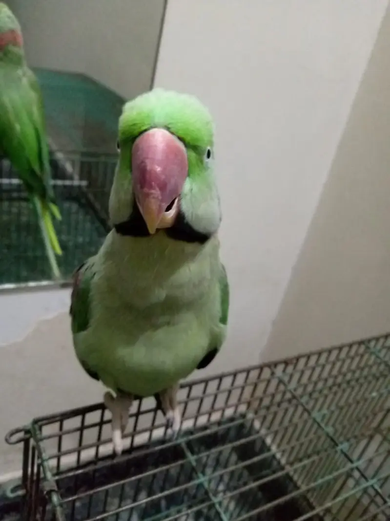 Parrot for sale urgent — photo 2
