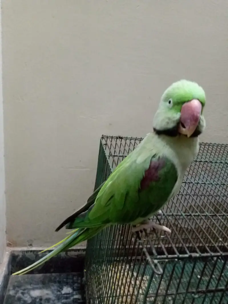 Parrot for sale urgent — photo 3