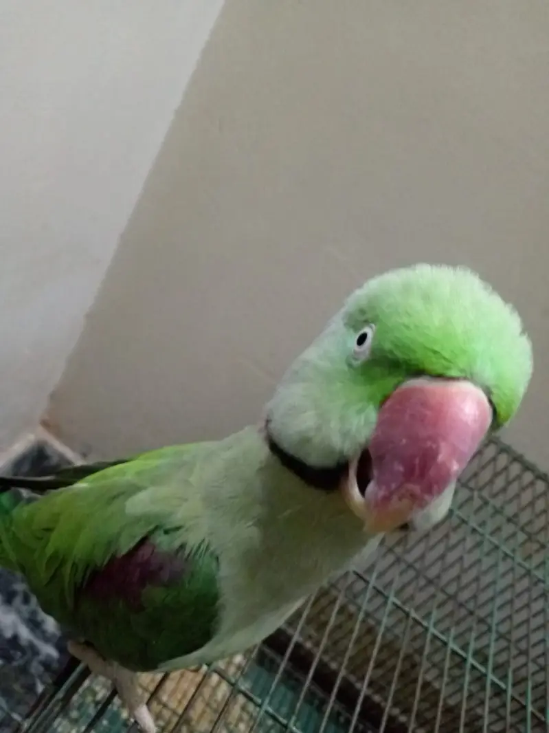 Parrot for sale urgent — photo 4