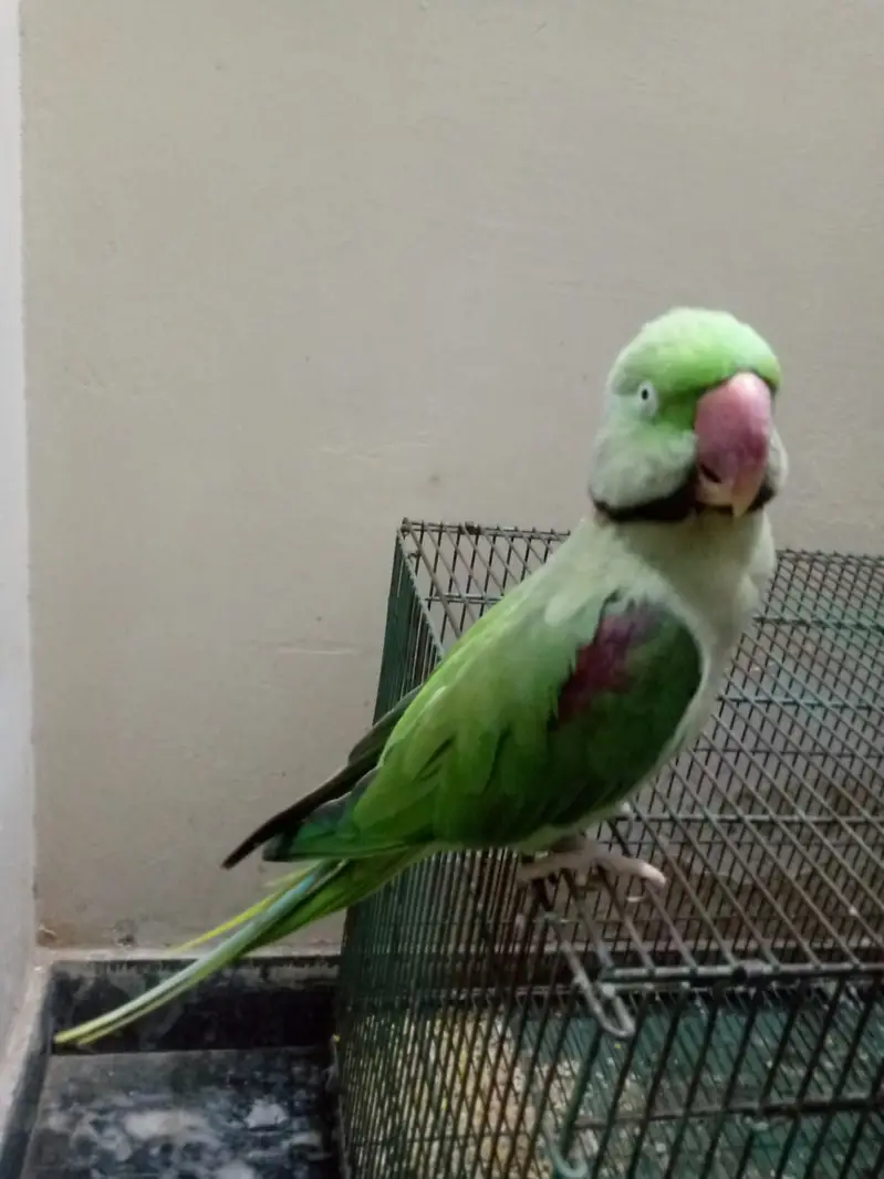 Parrot for sale urgent — photo 5