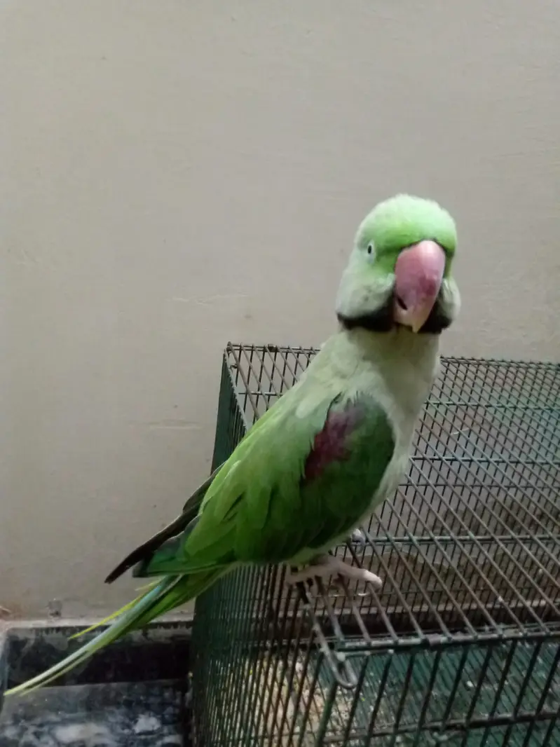 Parrot for sale urgent — photo 6