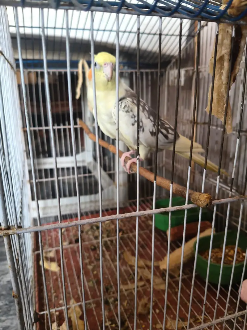 Cockateil Breeder Pair For Sale — photo 2