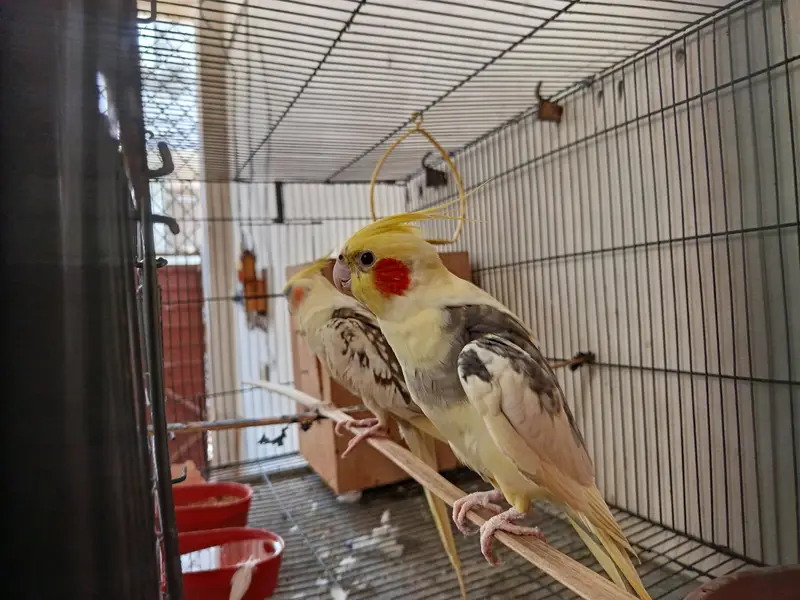 Cockateil Breeder Pair For Sale — photo 3