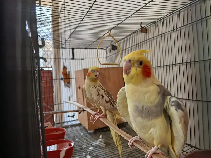 Cockateil Breeder Pair For Sale — photo 4