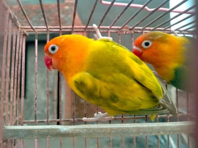 breeder split palefallow for sale.