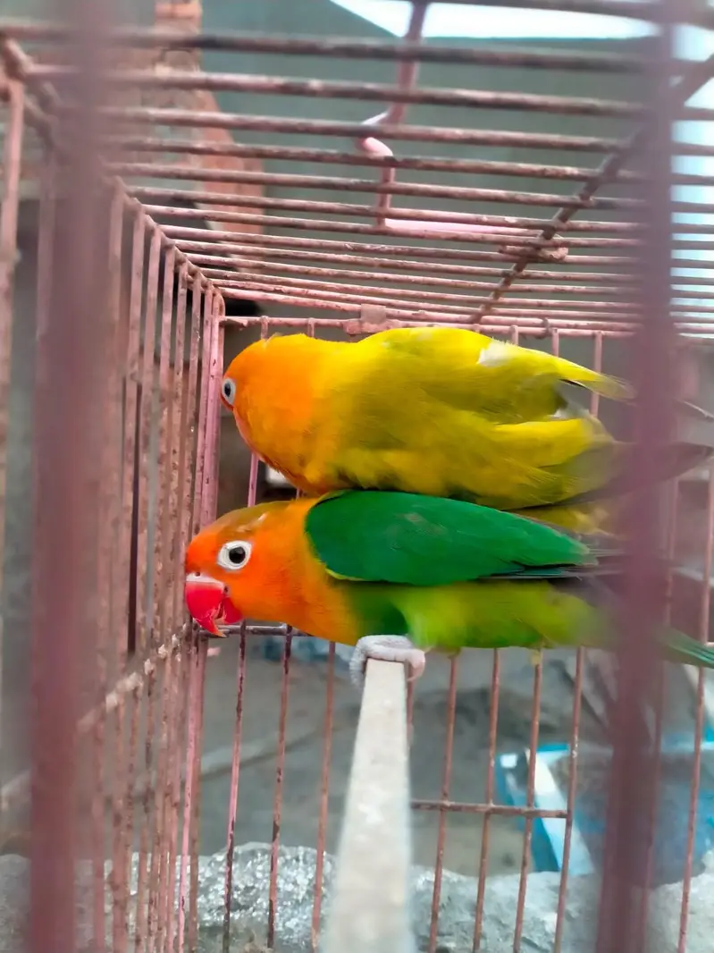 breeder split palefallow for sale. — photo 3