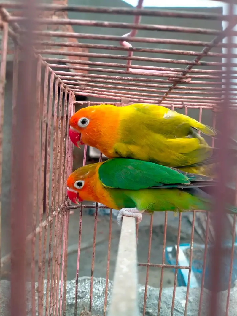 breeder split palefallow for sale. — photo 4