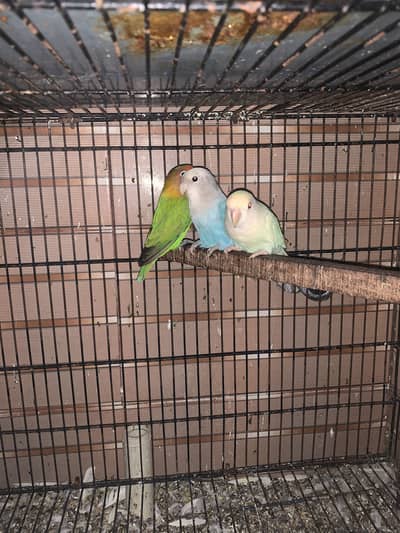 Love birds