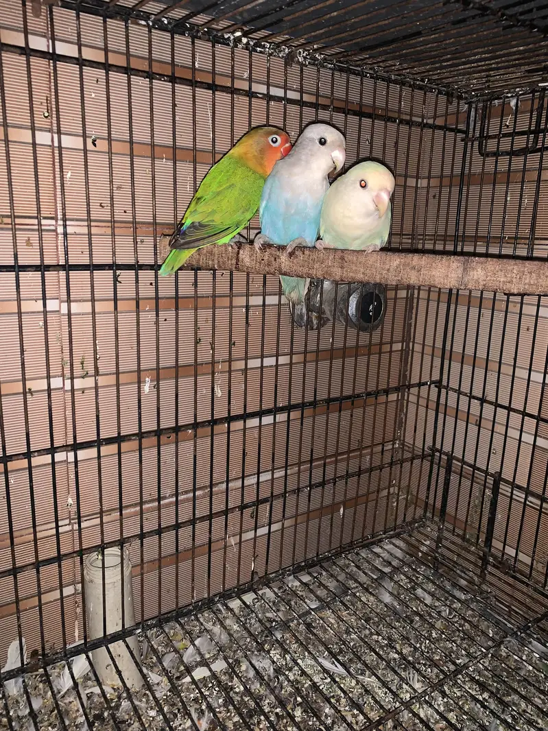 Love birds — photo 2