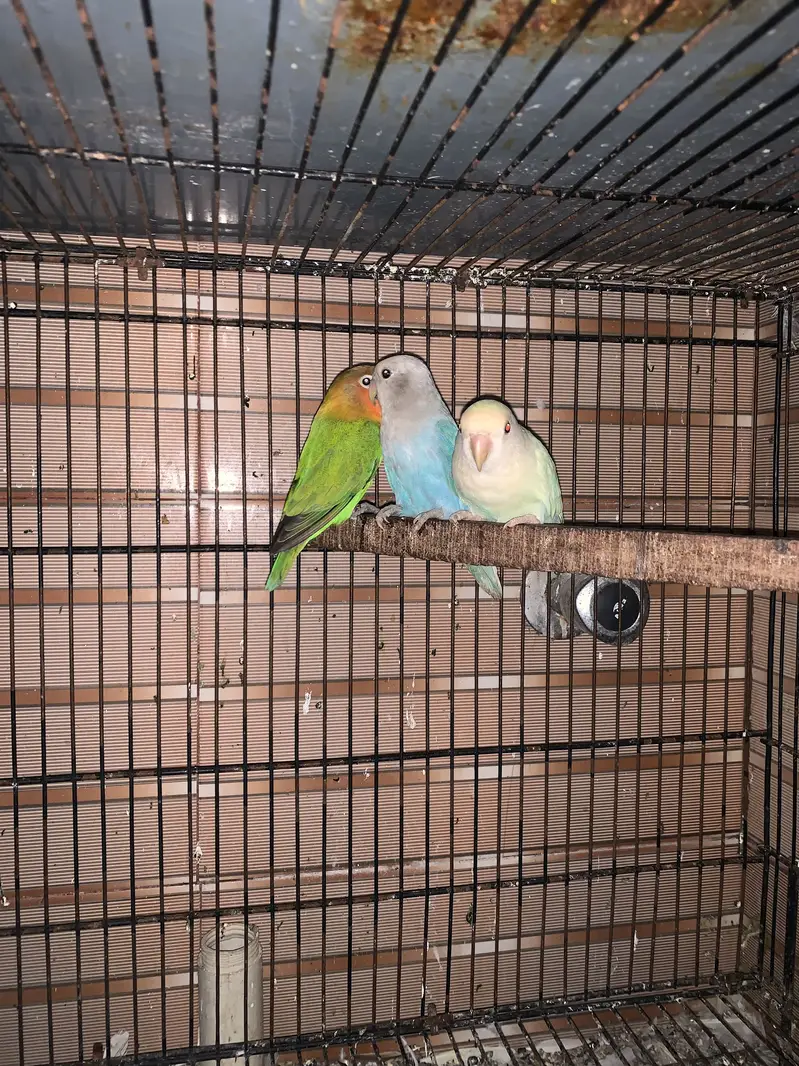 Love birds — photo 3