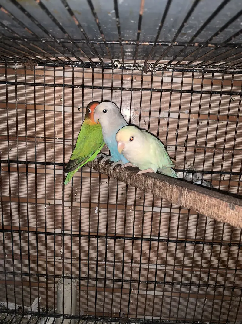 Love birds — photo 4
