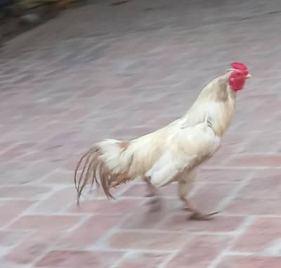 Heera for sale