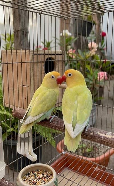 love birds