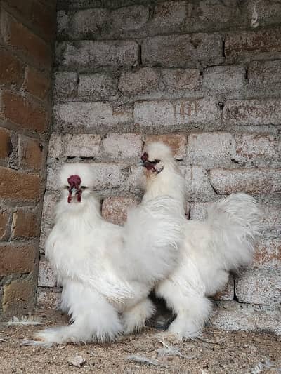 White Silkie