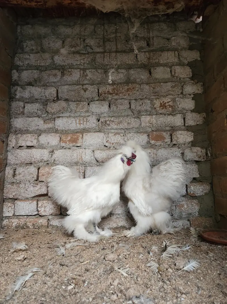 White Silkie — photo 2