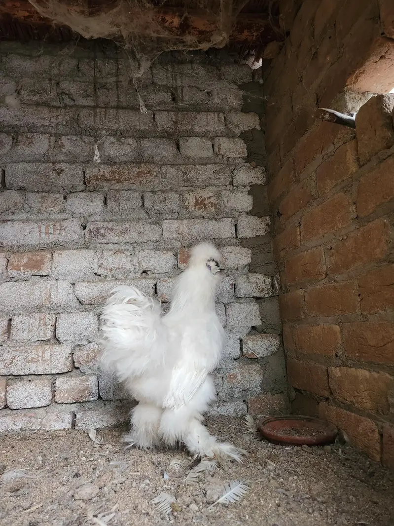 White Silkie — photo 3