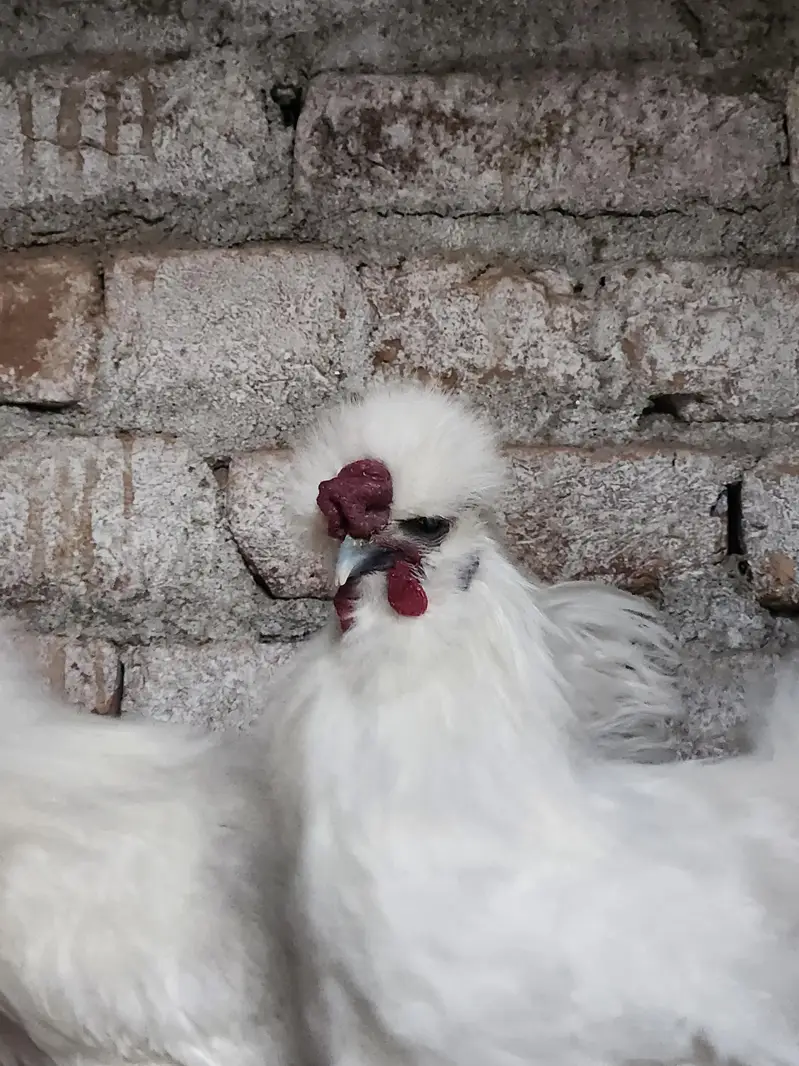 White Silkie — photo 4