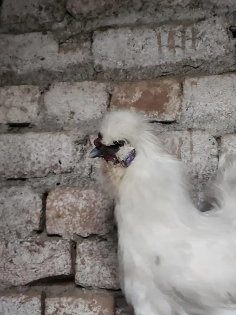 White Silkie — photo 5
