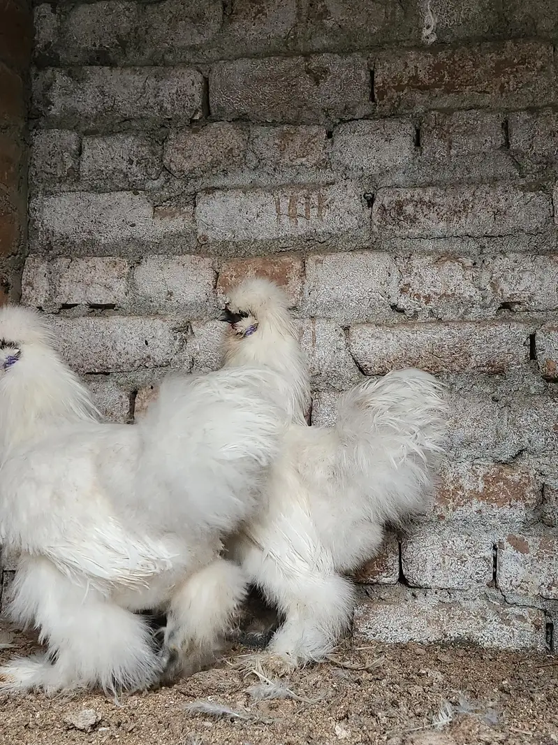 White Silkie — photo 6