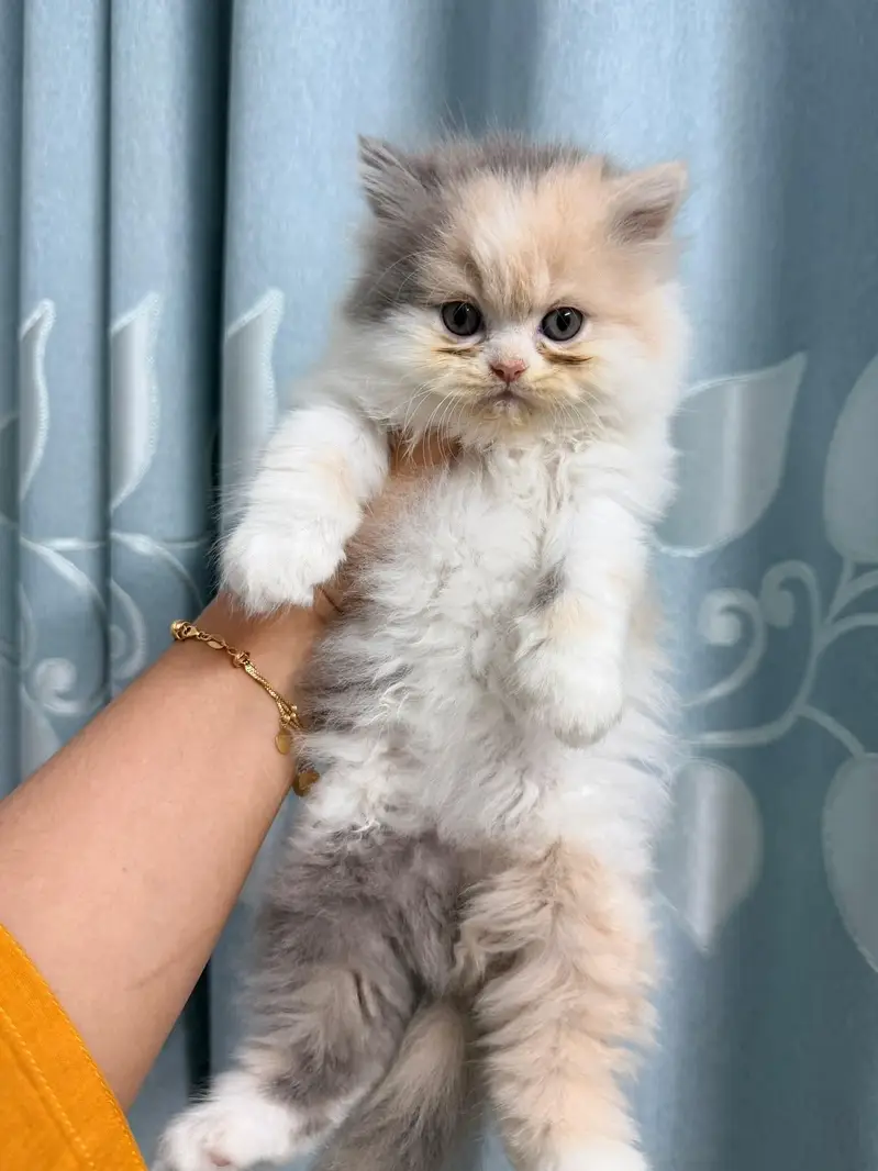 Persian kittens — photo 2