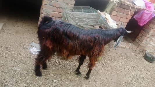 dood wali bakri. for. sale