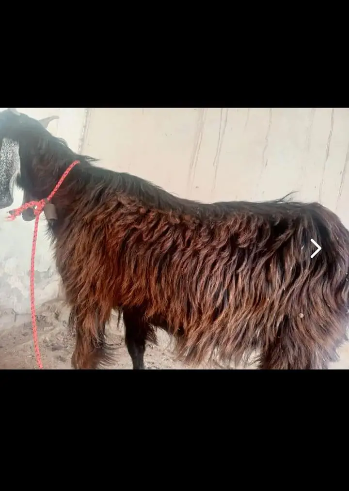 dood wali bakri. for. sale — photo 2