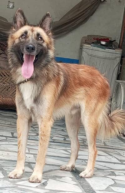 pure Bhagyary male age 6 month sequrty dogs for sale