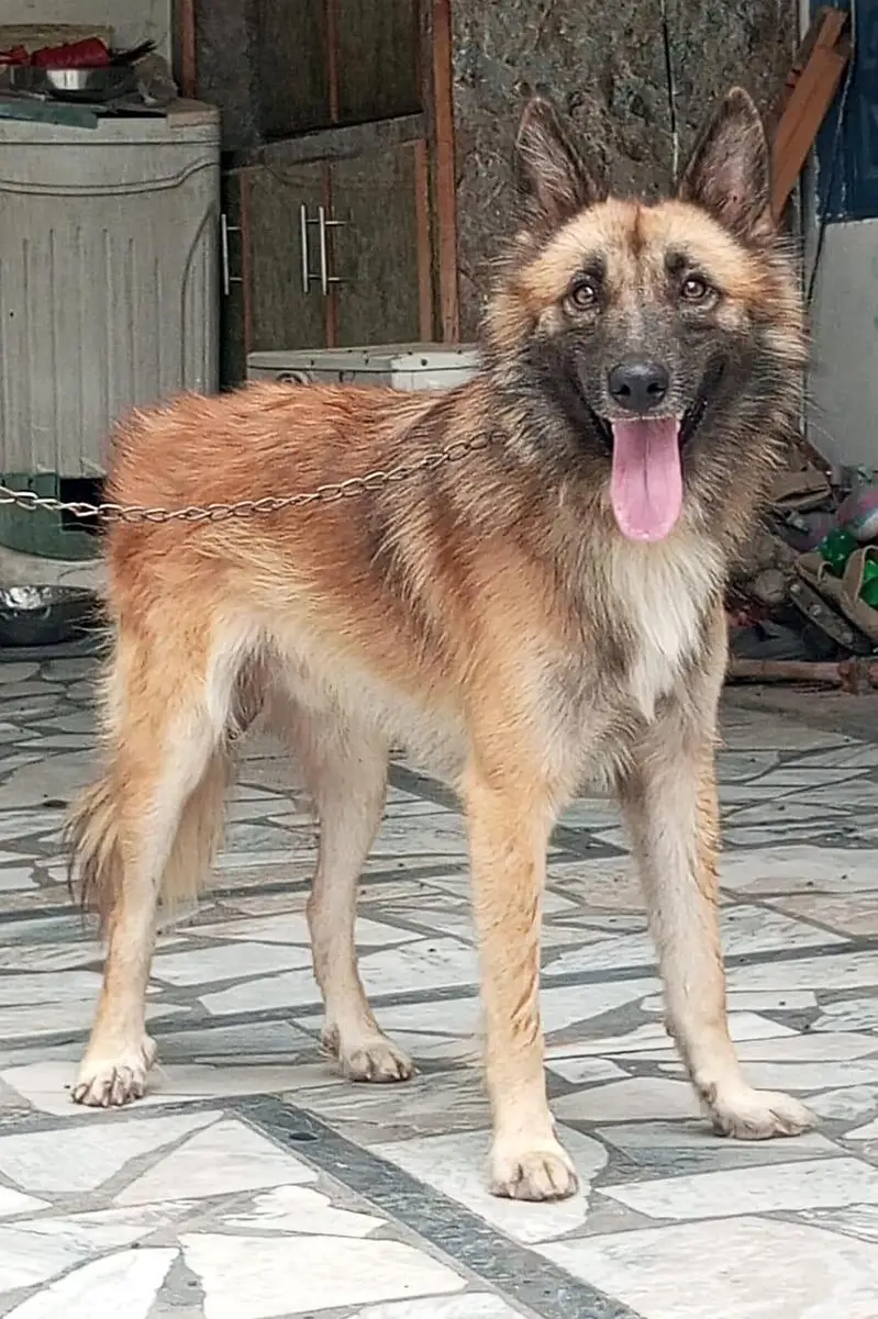 pure Bhagyary male age 6 month sequrty dogs for sale — photo 2