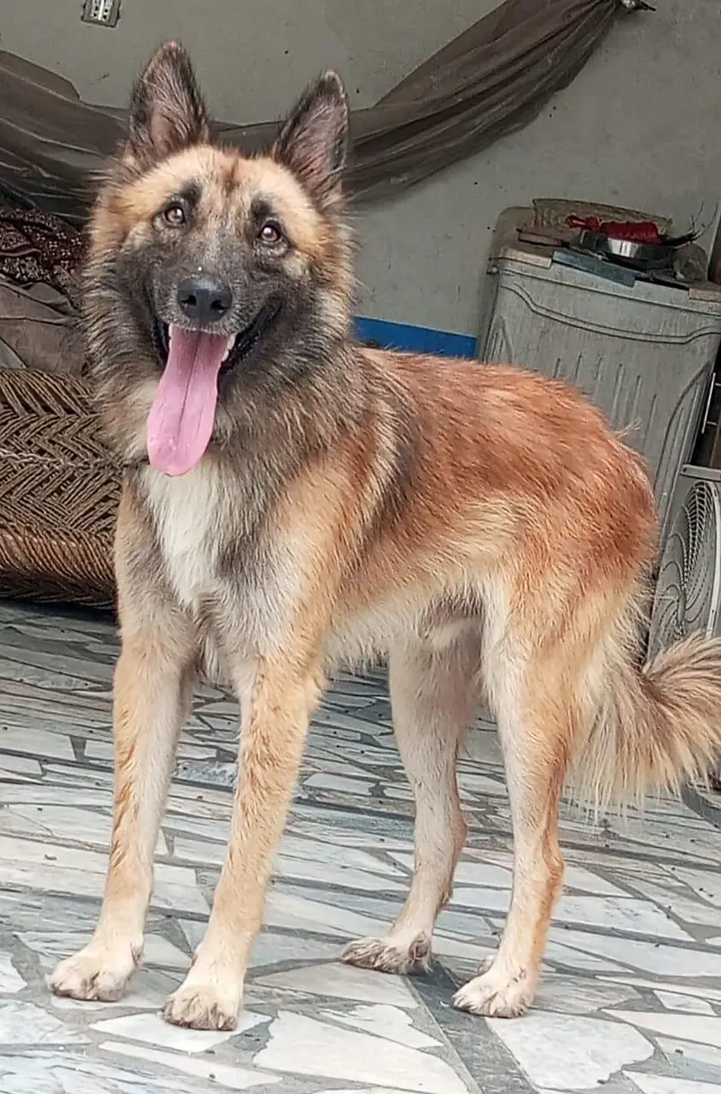 pure Bhagyary male age 6 month sequrty dogs for sale — photo 3