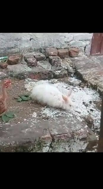 angori nasal ka male ha location lahore ha