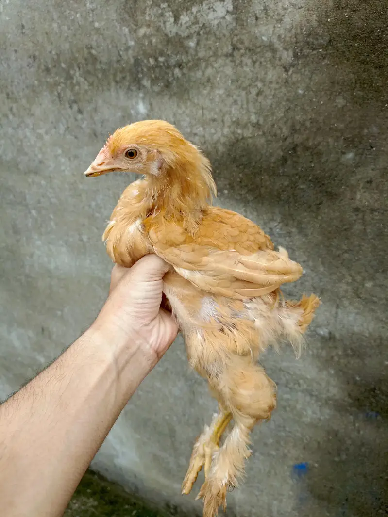 Golden Buff Chick's — photo 3