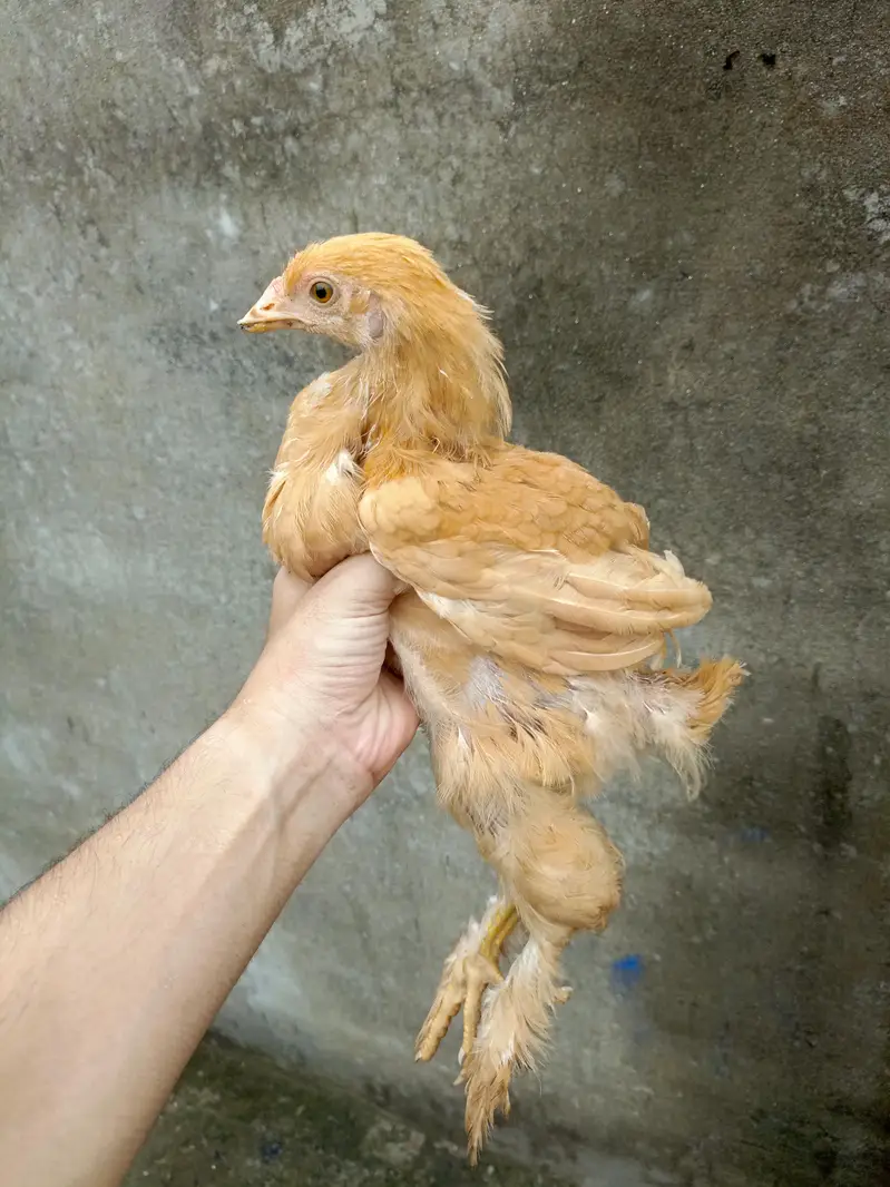 Golden Buff Chick's — photo 4