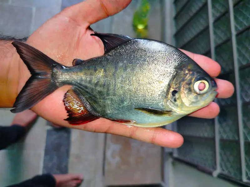 paccu for sale 5inch