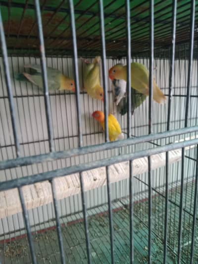 personata love birds active pair for sale breed ke lea bilkul tyar e