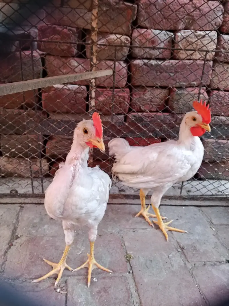 English game pair and 2 white males — photo 2