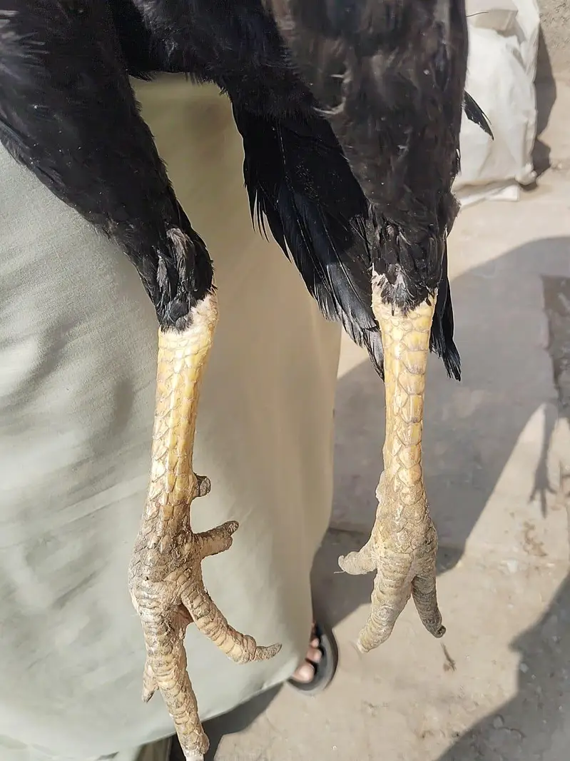 paur aseel — photo 3