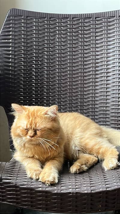 Semi persian Male cat punch face 18 month age
