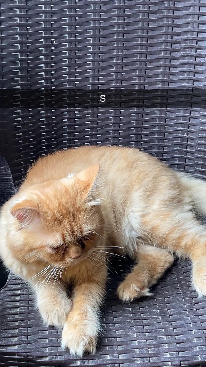 Semi persian Male cat punch face 18 month age — photo 2