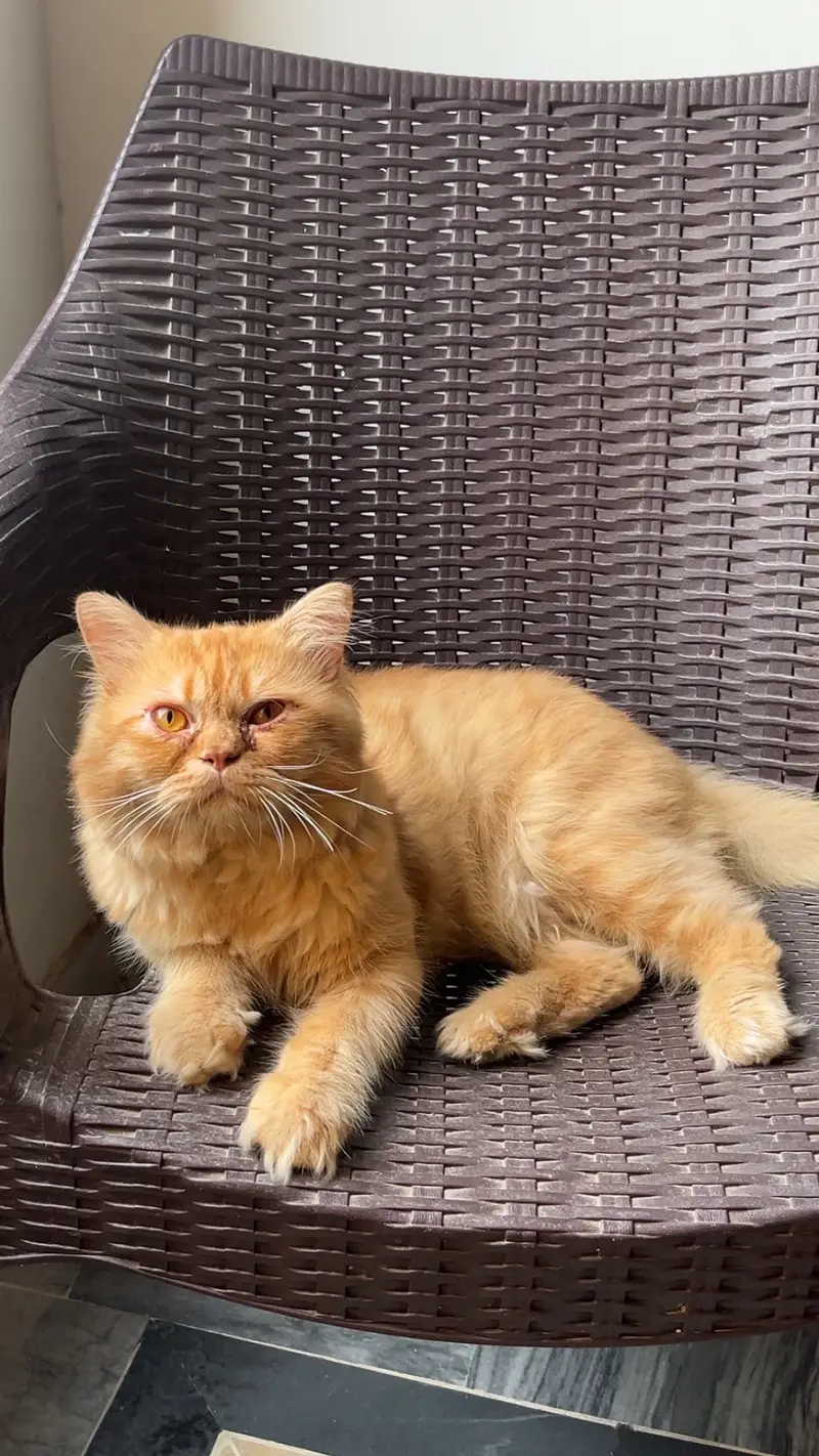 Semi persian Male cat punch face 18 month age — photo 3