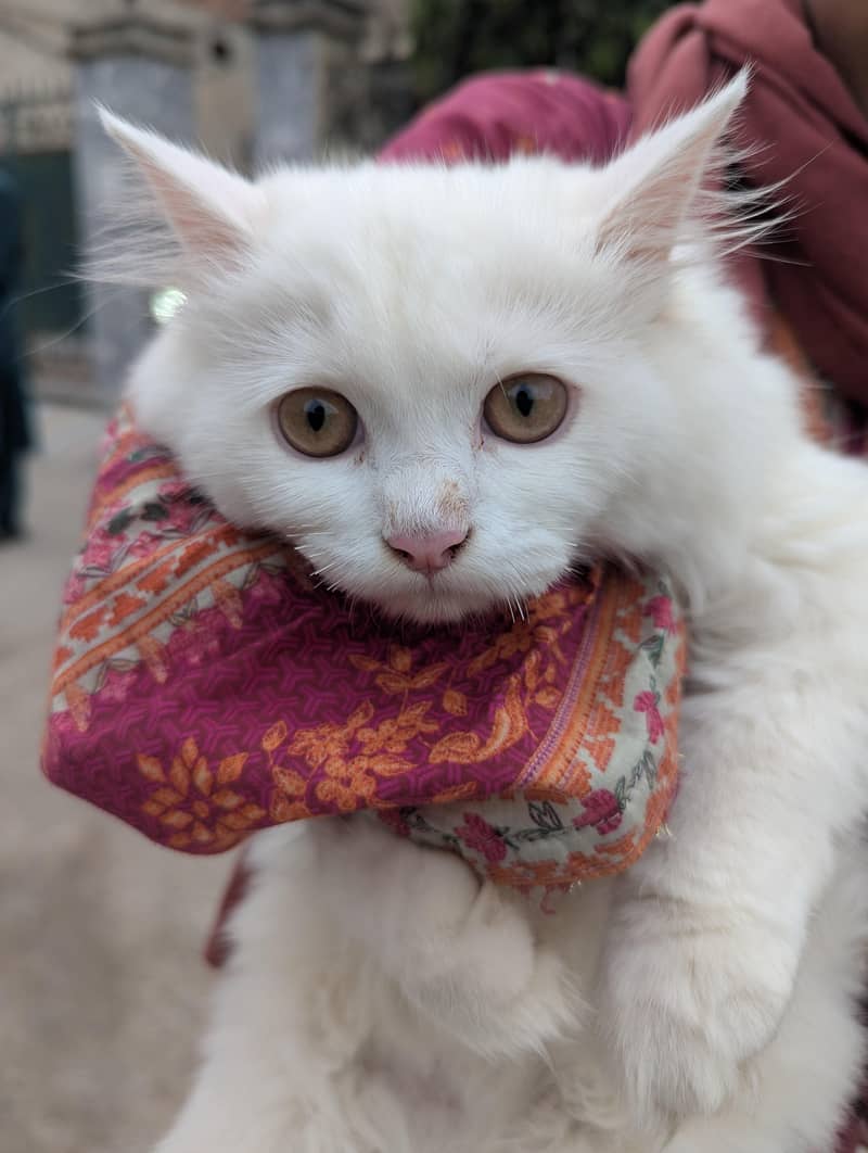 Persian cat 0