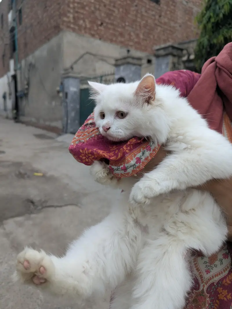 Persian cat — photo 2