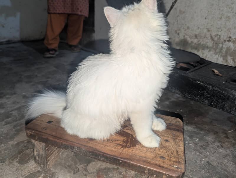 Persian cat 2
