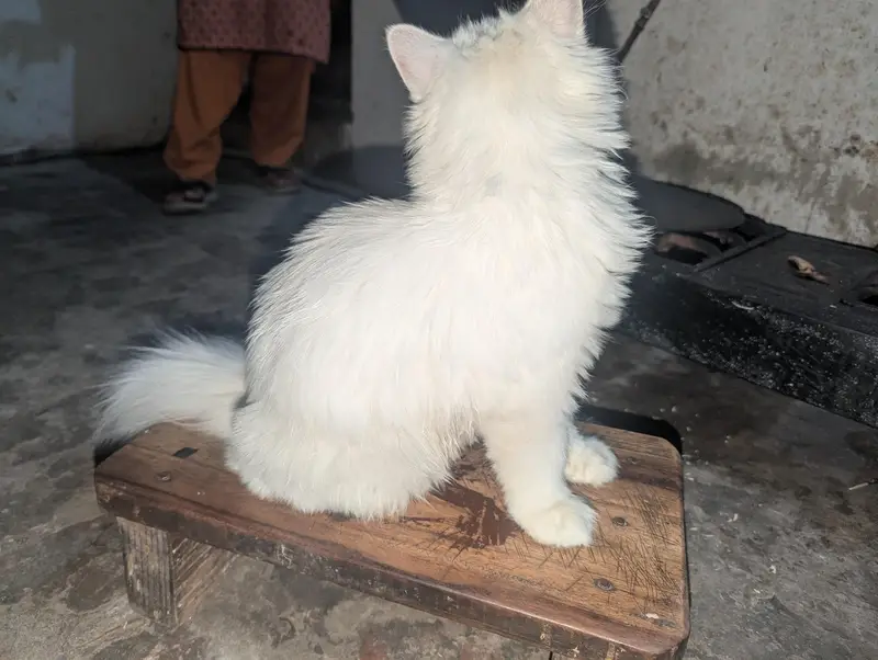 Persian cat — photo 3