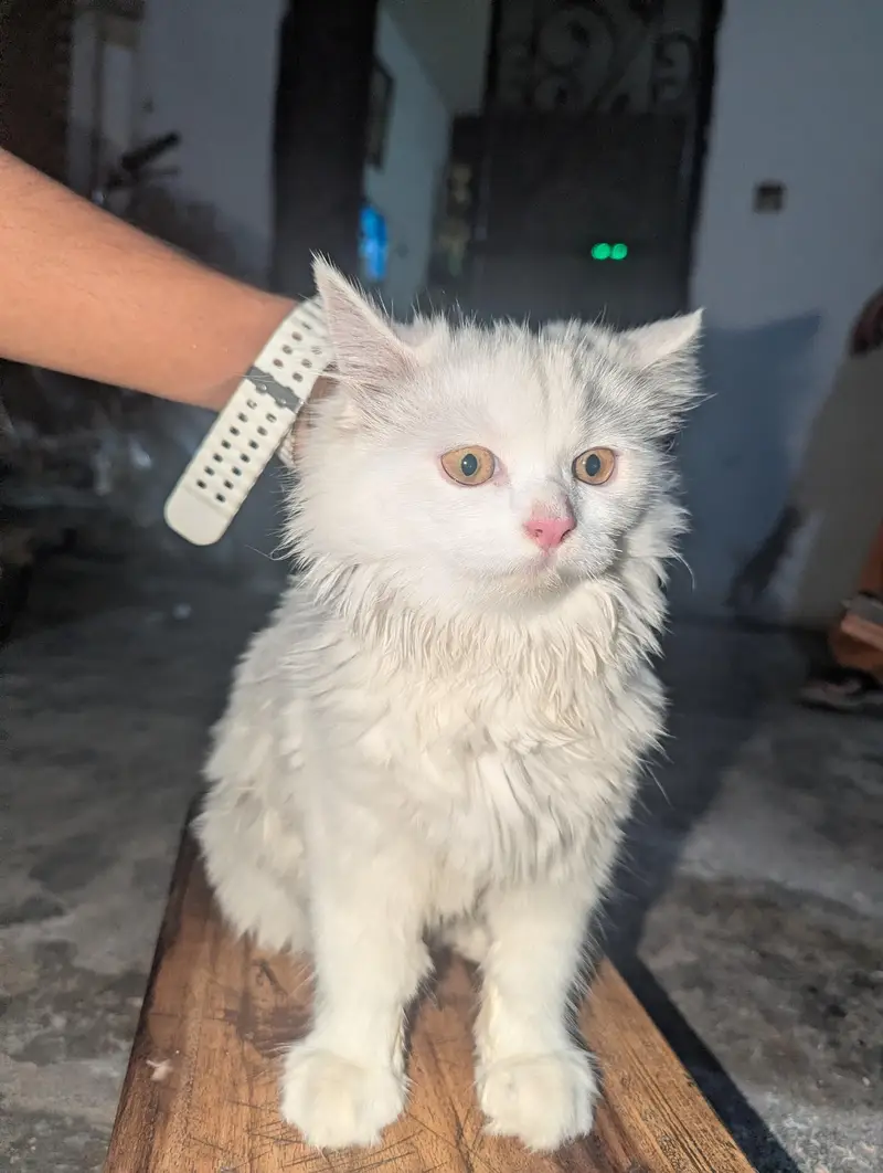 Persian cat — photo 4