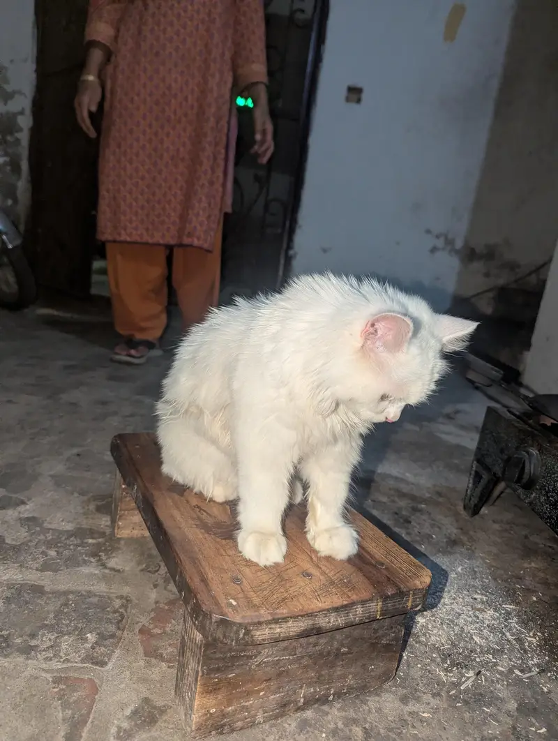 Persian cat — photo 5