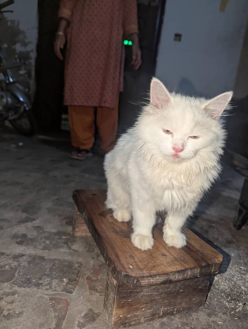 Persian cat 5